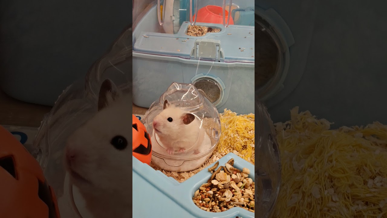 Adorable Hamster ํ์์ด ๐น