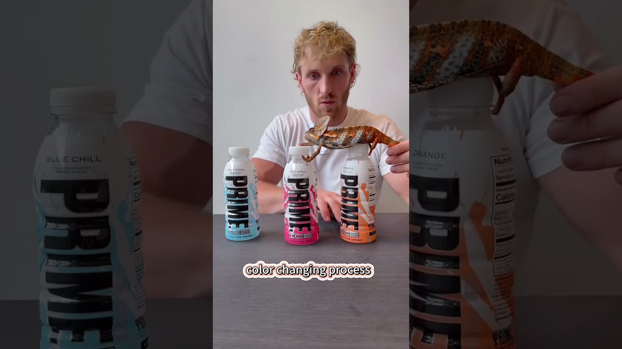 Ever Seen a Chameleon Change Colors? 🦎