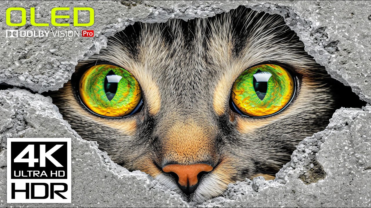 Stunning HDR 4K 60FPS Dolby Vision Video 🎥