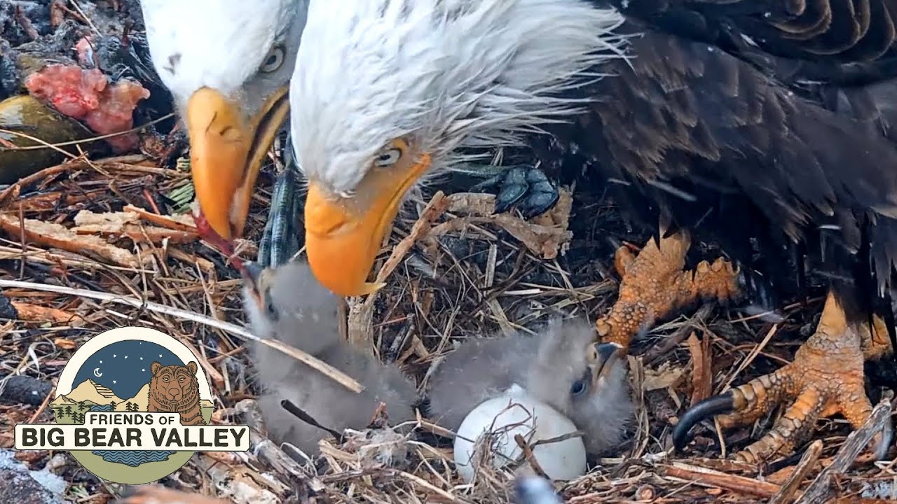 Watch the Majestic Bald Eagles Live at Big Bear 🦅 - Nest Cam 1