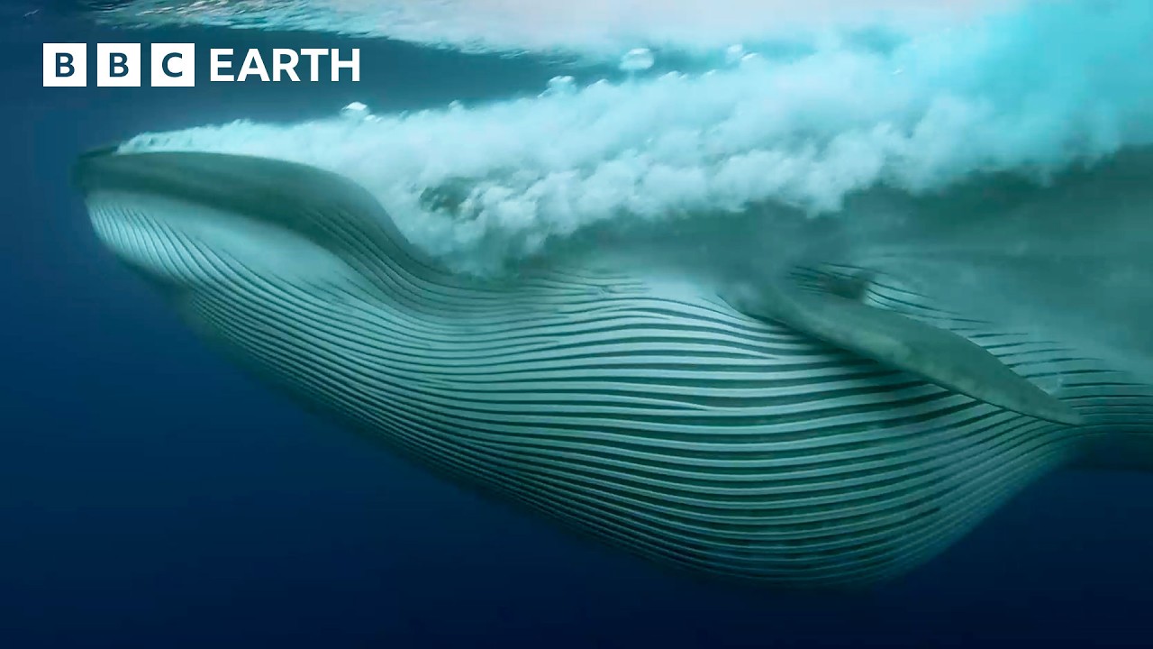 Nature's Best Moments with David Attenborough 🌿