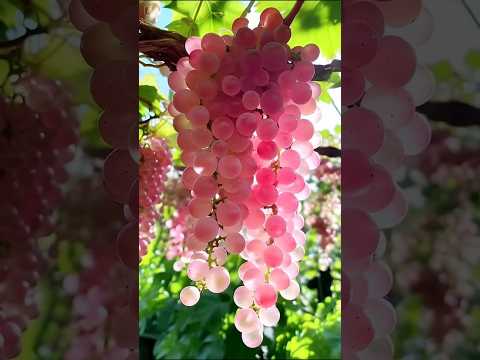 Enjoy beautiful nature with fruits world 😍🥰🥝🫐🍒🍓🍇🥑#161#shorts ...