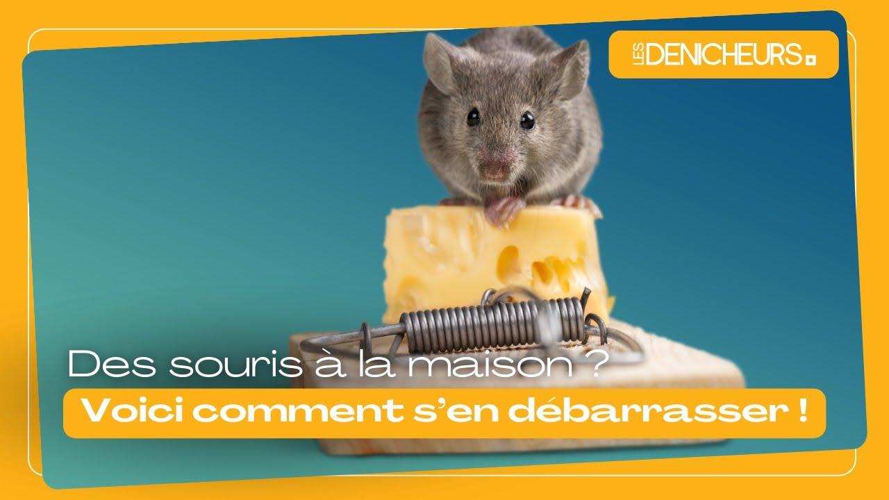6 astuces naturelles pour éliminer les souris 🐭