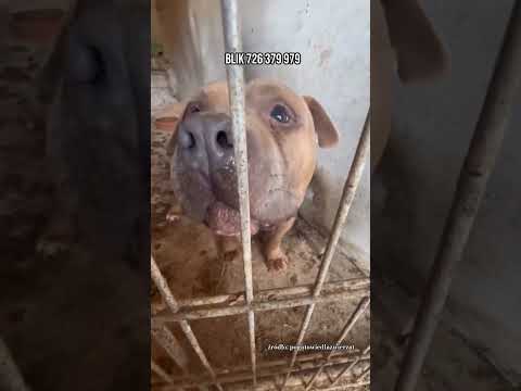 Właściciel twierdzi, że zabrali mu psy 🐶🤬 #help #dog #shorts #doglife