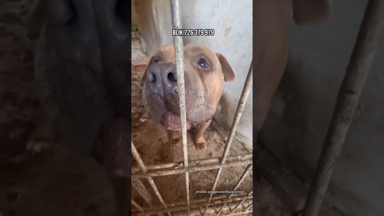 Właściciel walczy o swoje psy – Co się naprawdę wydarzyło? 🐶