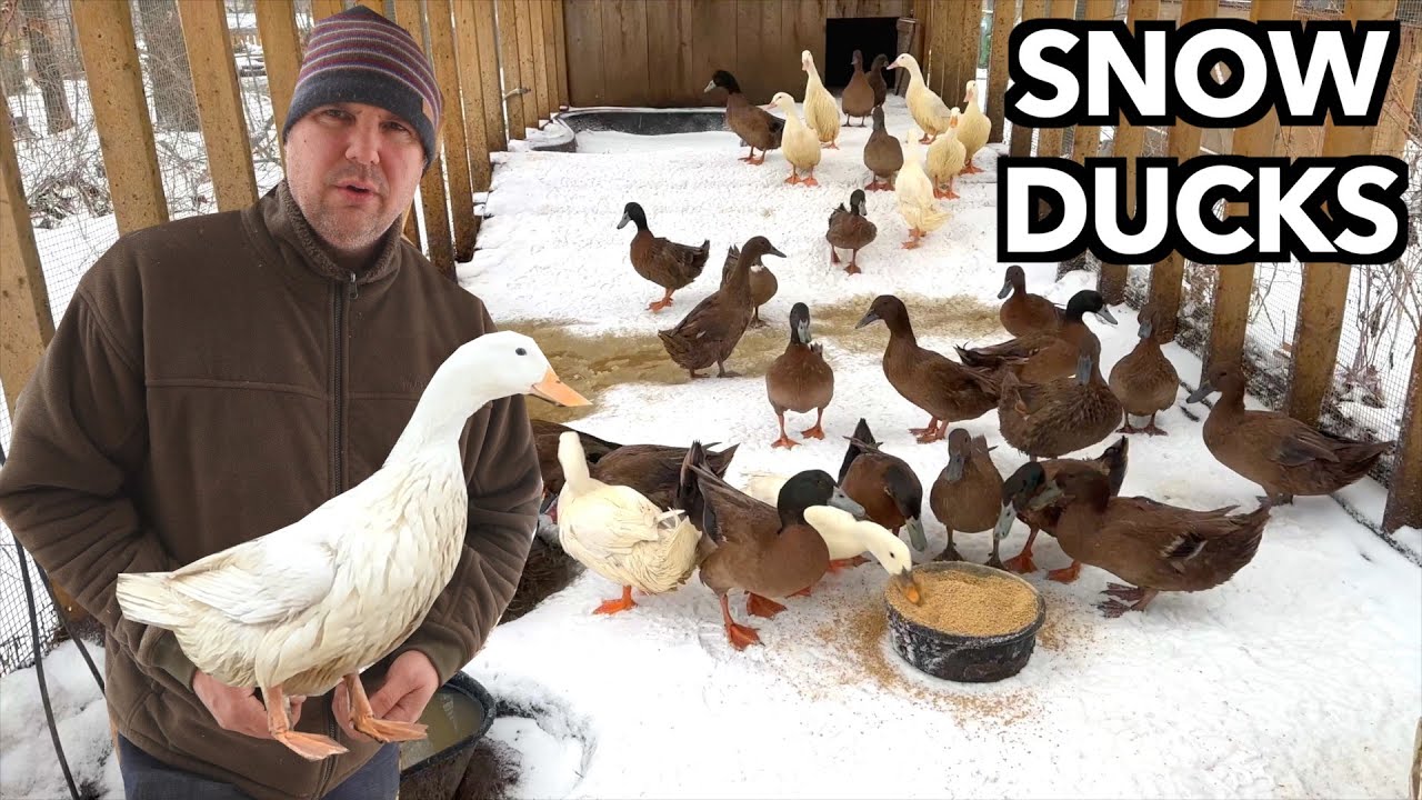 Effective Strategies for Helping Ducks Survive Cold Winters