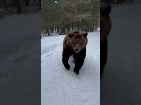 Домашний медведь))