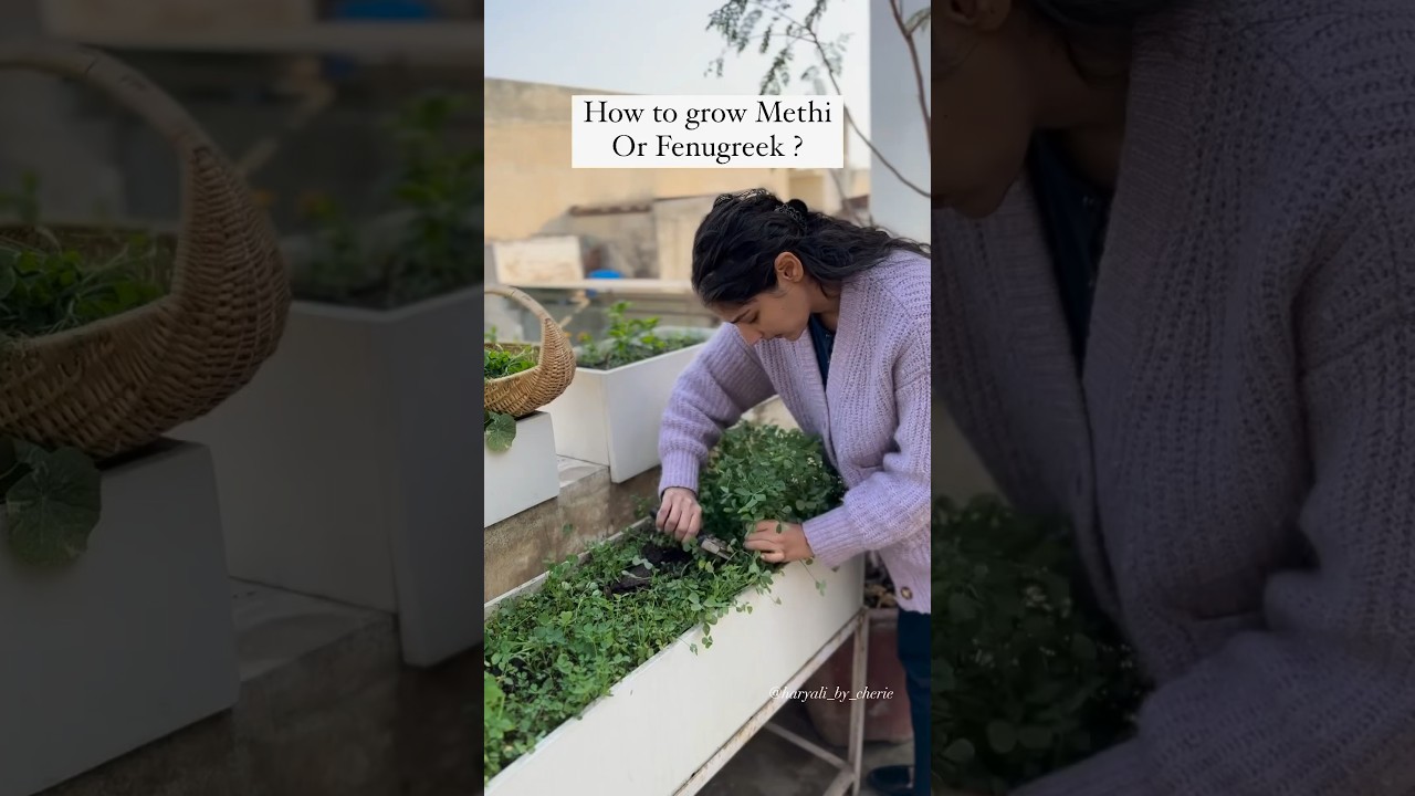 Easy Guide to Growing Methi (Fenugreek) in Pots 🌱