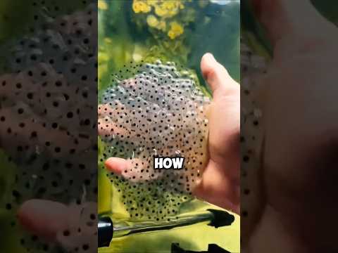 This Guy Made 1.4M Mini Frog Army!! 🐸😂