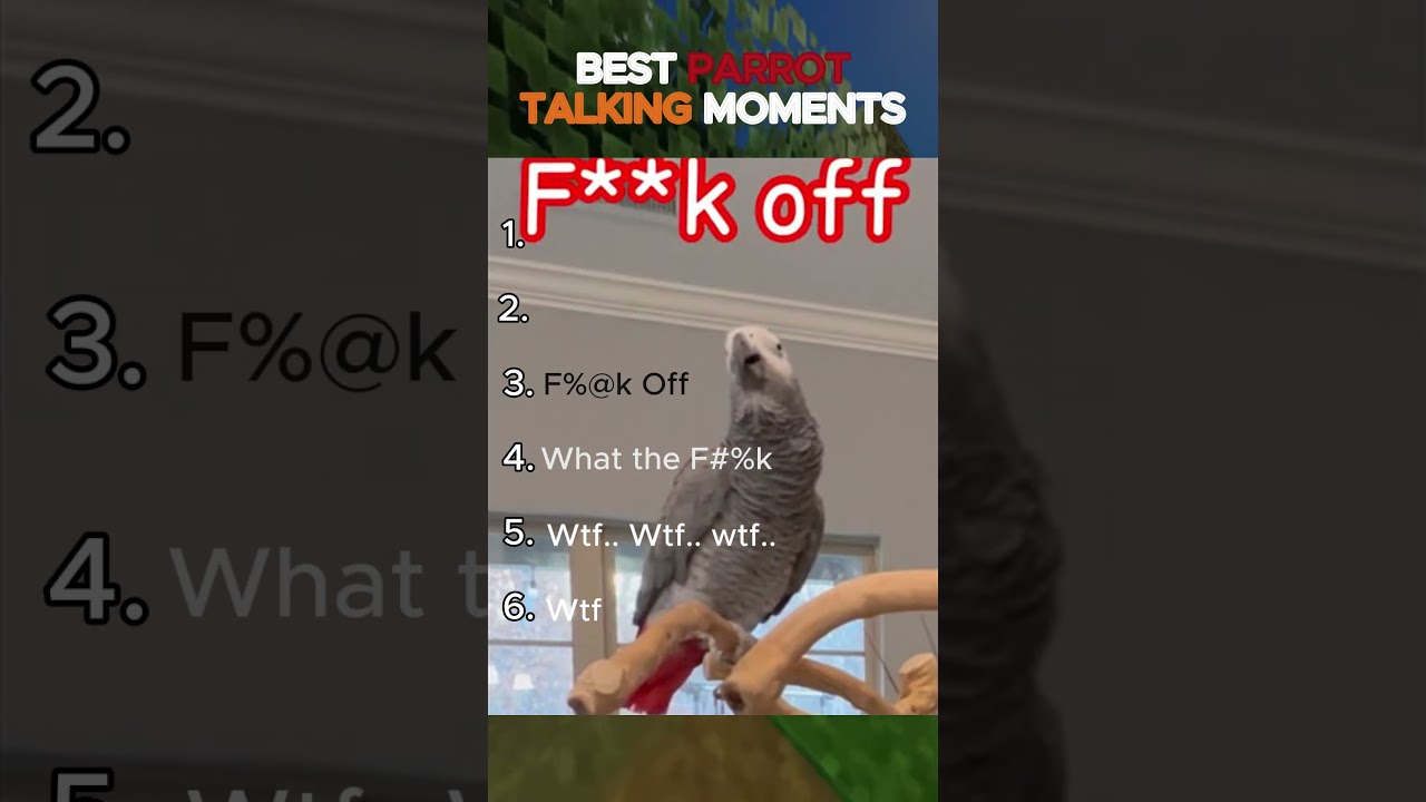 Funny Parrots Cursing & Roasting Owners 🦜