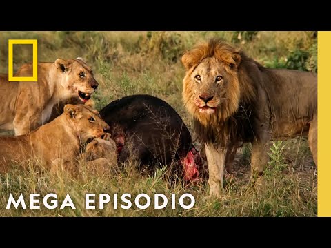 Reino Salvaje: MEGA EPISODIO | Nat Geo en Español