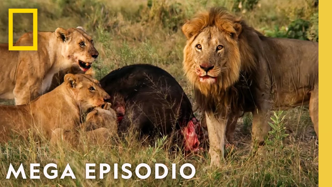 Reino Salvaje: MEGA EPISODIO | Nat Geo en Español