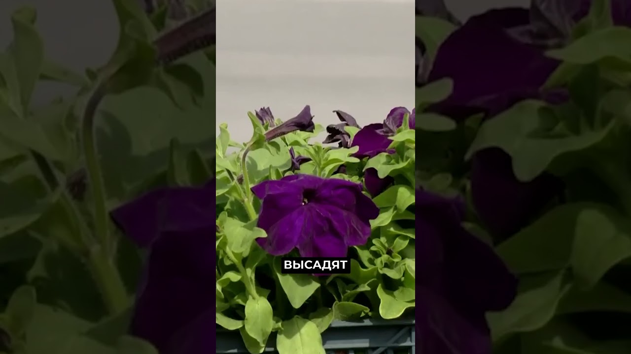 Цветочная пора на Ямале 🌸