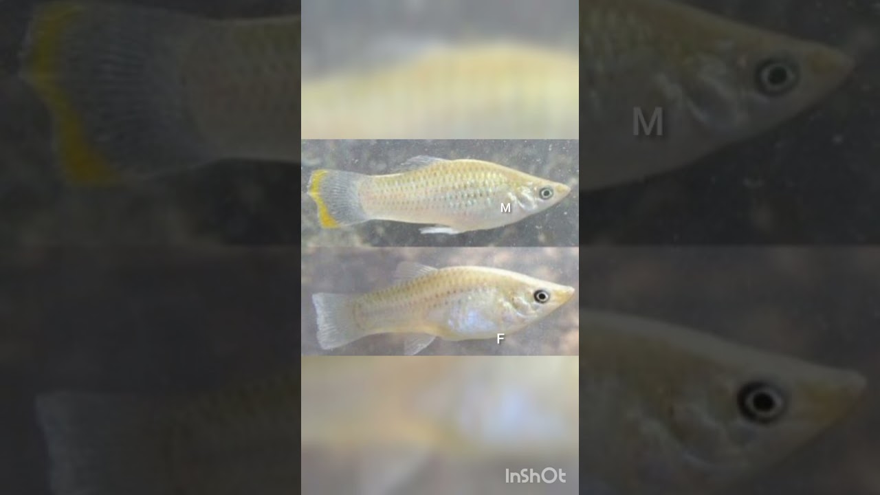Difference Between Male And Female Molly Fish || Molly Fish #shorts