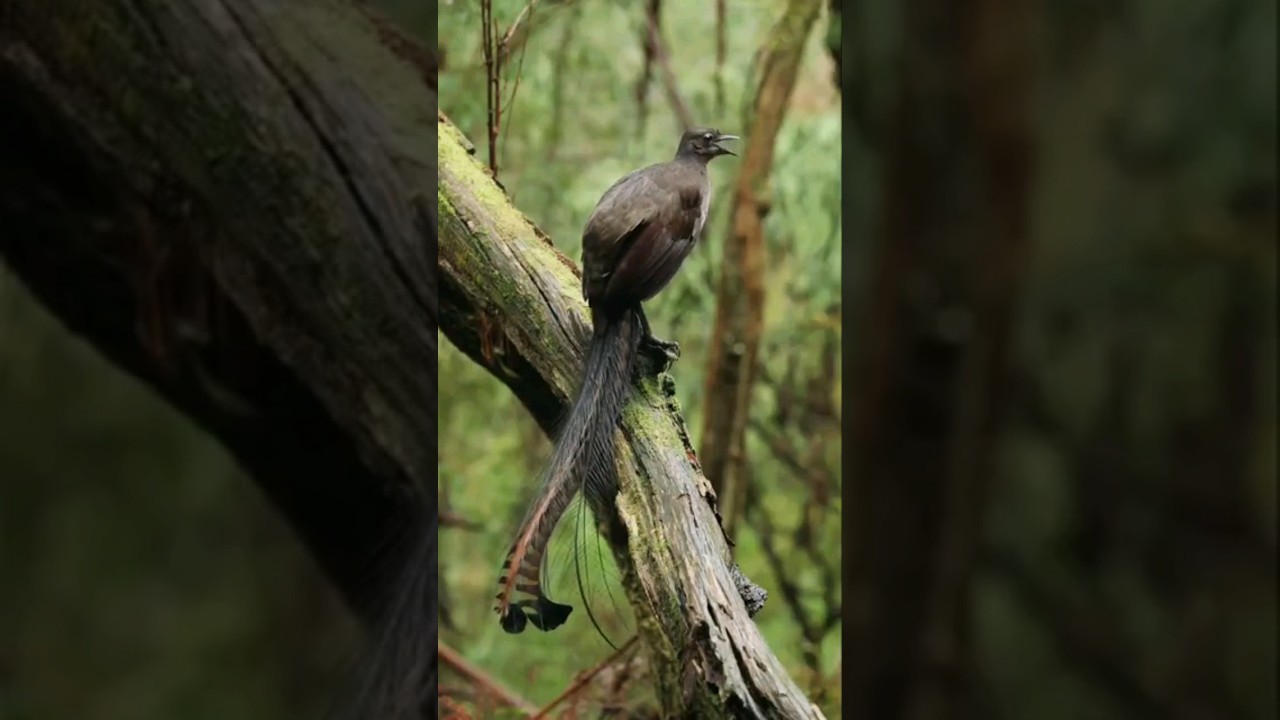 Burung Lyrebird yang Suaranya Mirip Pistol 🔊