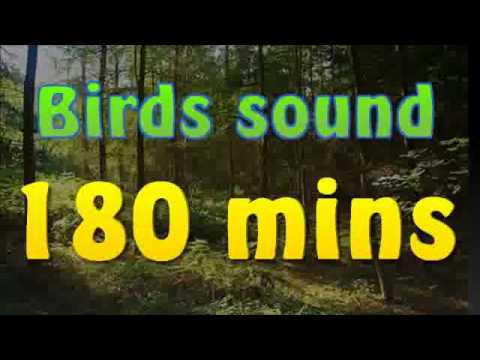 Nature's Birdsongs - 180 Min Relaxing Soundscape 🐦