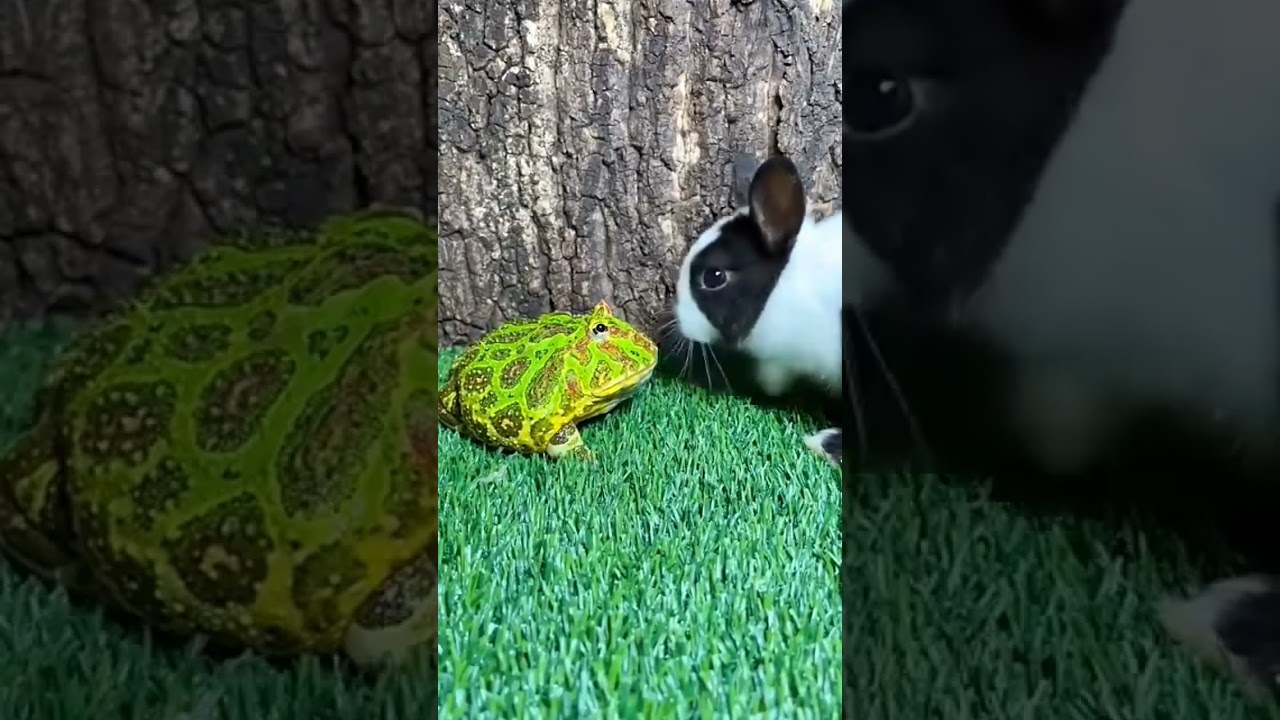 Lucunya Katak dan Kelinci 🐸🐇 #Viral