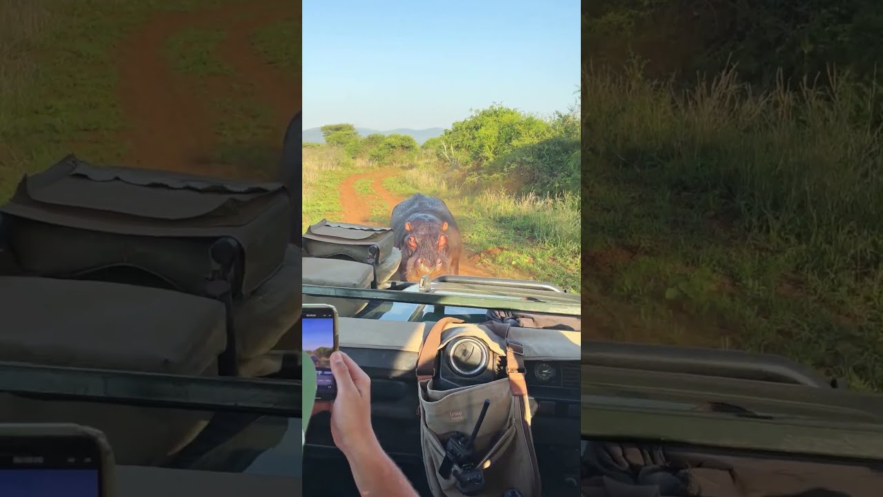 Hippo Attacks Safari Vehicle 🦛