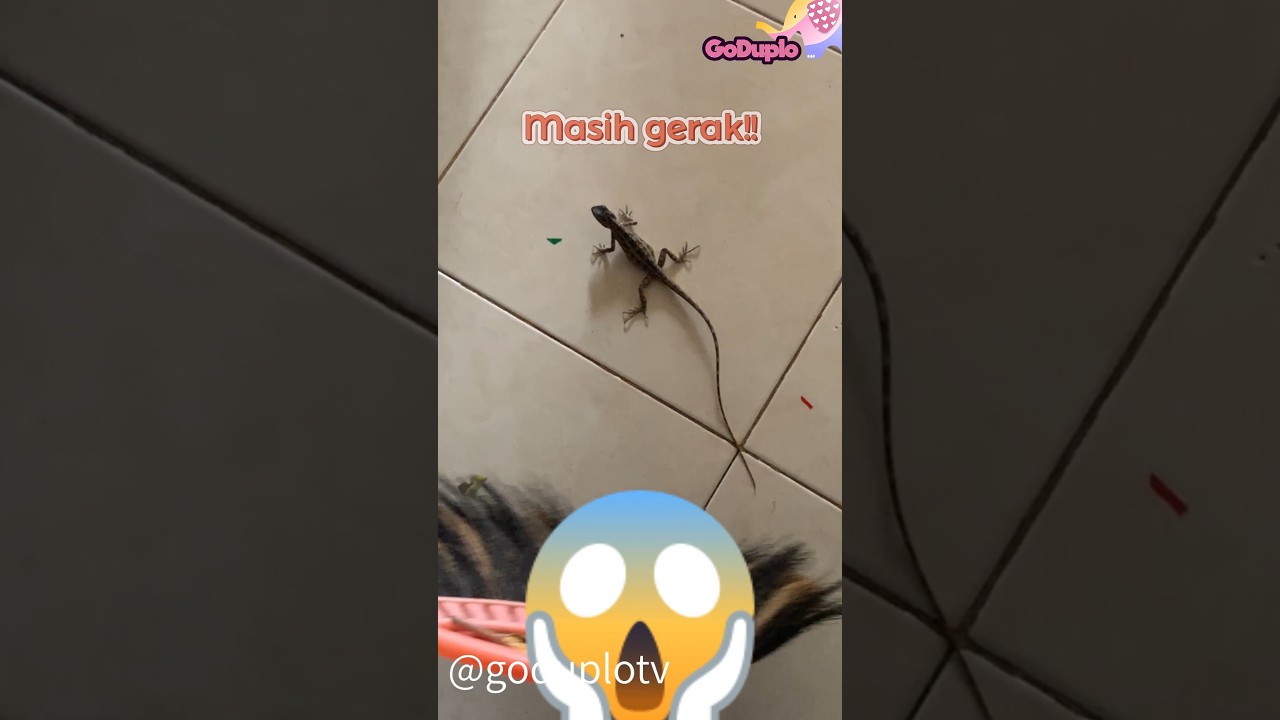 Kadal Besar Masuk Rumahku! π±