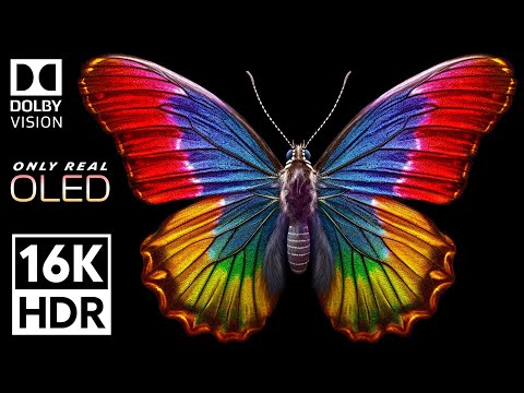 Only Real OLED | 16K VIDEO ULTRA HD - Dolby Vision 16K HDR