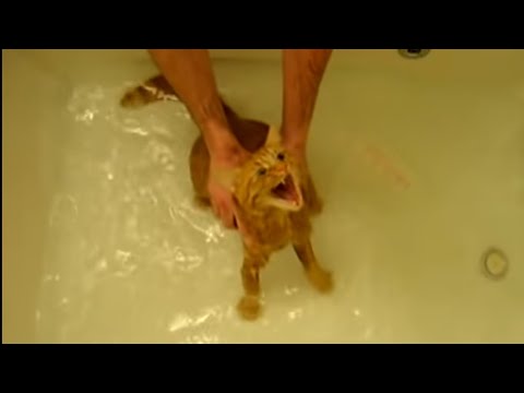 Cheetah's Furious Bath Reaction 😾