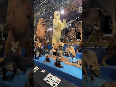 国立科学博物館 特別展「大哺乳類展3-わけてつなげて大行進」