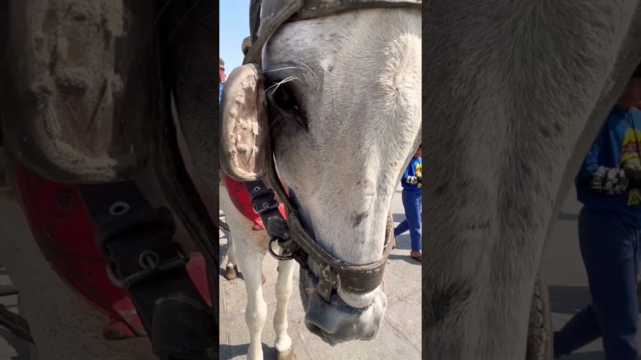 Beautiful Old Market by the Sea 🌊