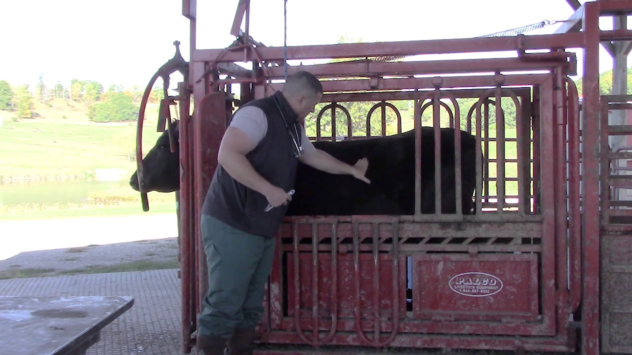 BQA: Cow Health Exam Guide 🐄