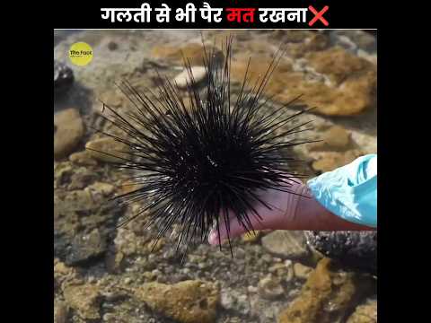 इनपर गलती से भी कदम मत रखना ❌ | Never Step On a Sea Urchin | The Fact | #shorts #ytshorts