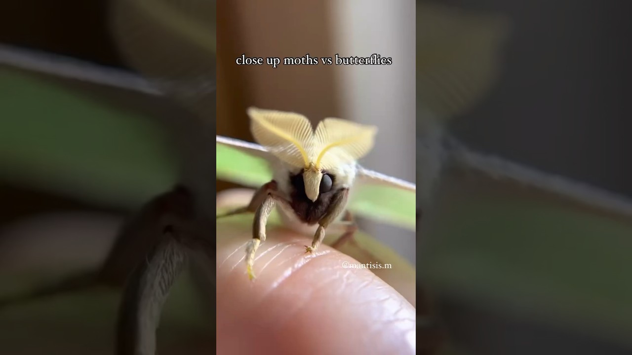 Moth vs Butterfly: Which Do You Prefer?🦋