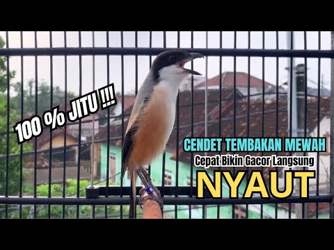 burung cendet gacor EMOSI TEMBAKAN JUARA buat PANCINGAN CENDET AGAR BUNYI bikin BURUNG PENTET GACOR