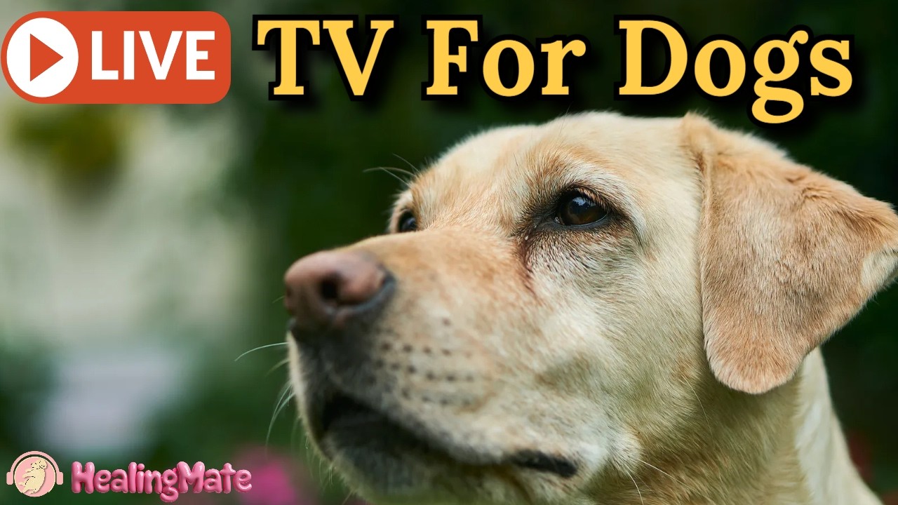 🔴24/7 Dog TV🎵🐶Dog Calming Music🐶💖Separation Anxiety Relief💖🦮Relaxing Music for Dog Sleep🔴23