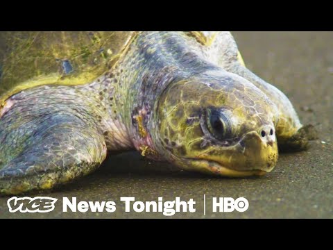 Turtle Crime & Vape Star Crackdown: VICE News Tonight Full Episode (HBO)