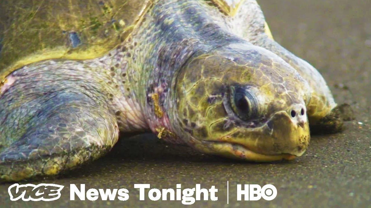 VICE News Tonight: Crackdown on E-Cigarette Sales & Turtle Crime 🐢 | Full Episode (Nov 15, 2018)