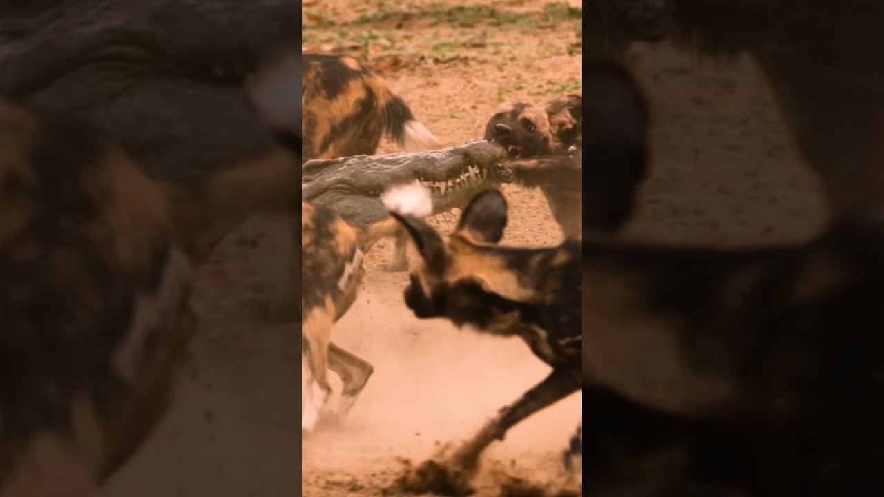 Wild Dogs vs. Crocodile: Epic Savannah Encounter 🐾