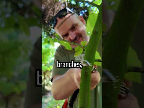 🐺 Wild Dog Survival Hack will save your Life #survival