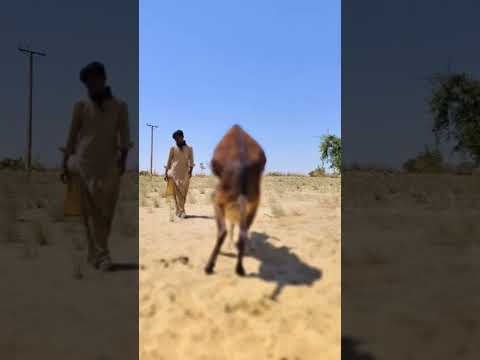 Donkey tharparkar desert thar donkey #animals #animalshorts #wildlife #desert #donkey