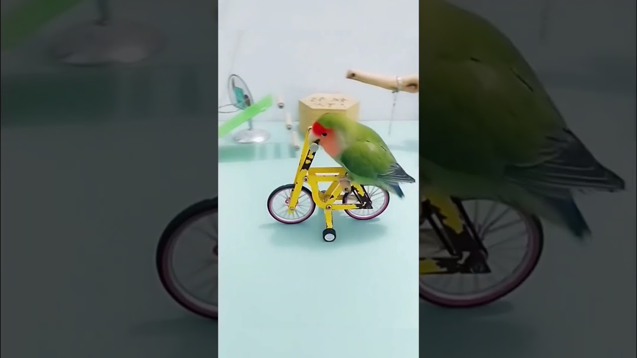 Loros Inteligentes y Divertidos 🦜