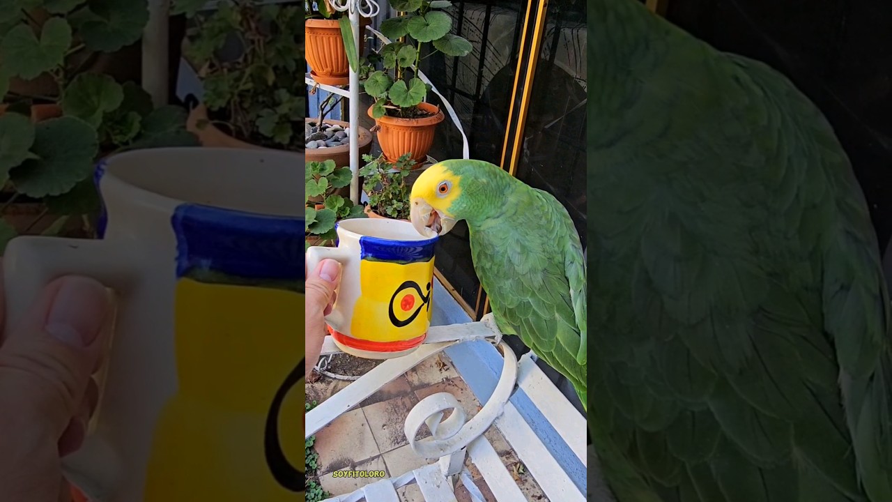 ¿Tomaste café? 😂🦜 Fito y su momento con café