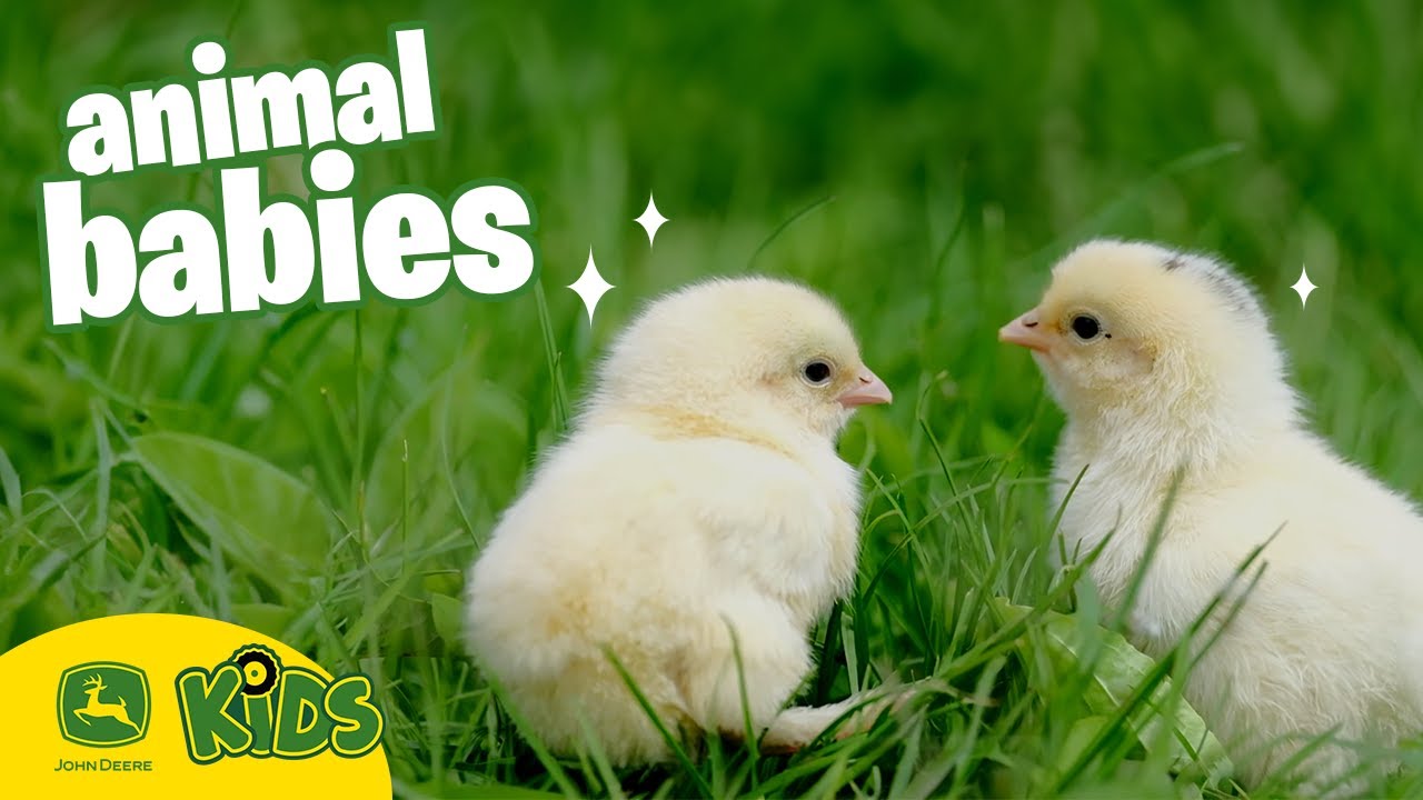 Cute Baby Farm Animals 🐣 | John Deere Kids