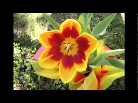 Rod Stewart's 'Have I Told You Lately' - Tradução 🎶