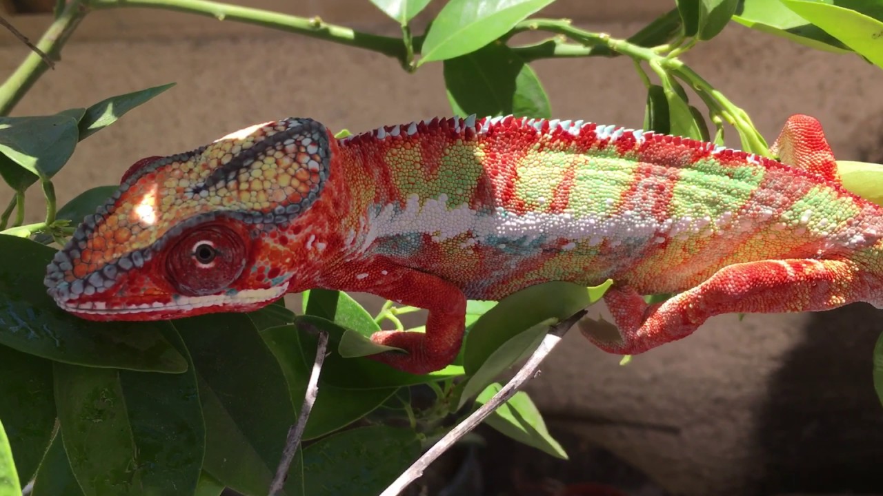 Incredible Chameleon Color Shift! 🦎