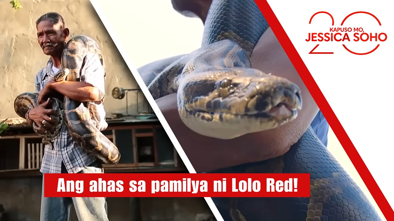 Lolong Red at ang 14-Foot Python 🐍: Ang Misteryosong Ahas sa Pamilya