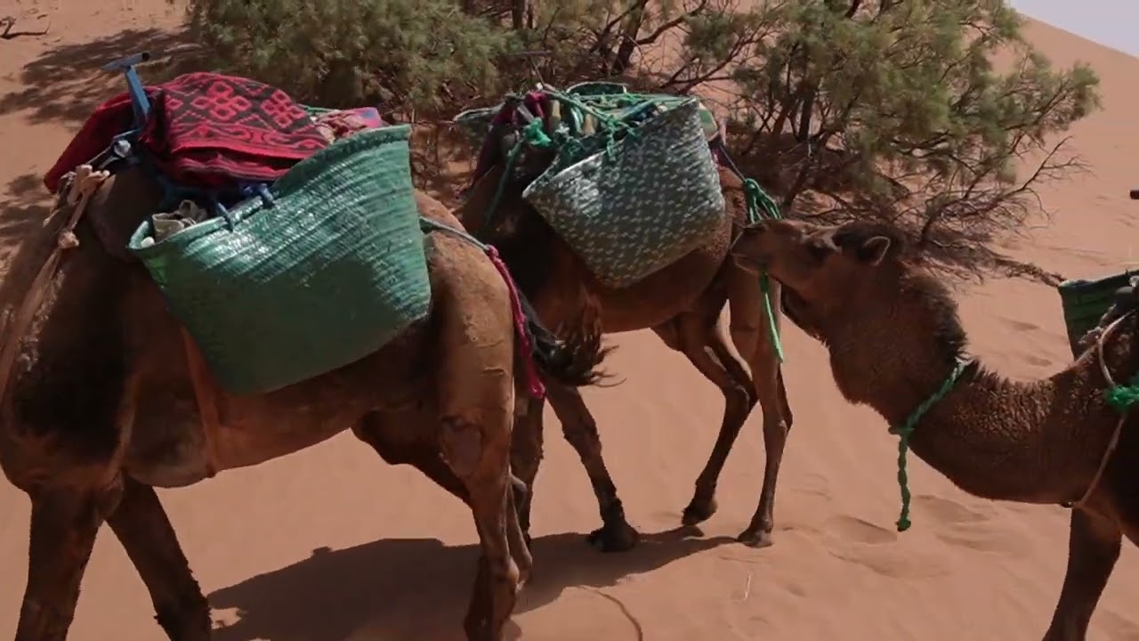 Aventure dans le Sahara avec Peggy en 2025 🌵