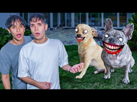 OUR DOGS CAN’T STOP SMILING..