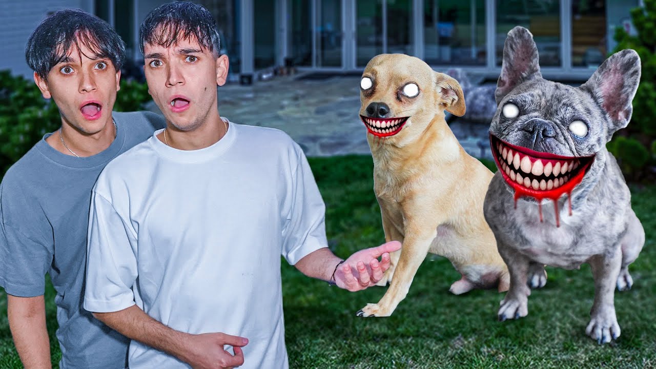 Why Are Our Dogs Smiling? Discover the Mystery & Play Dobre Duel! 🐶