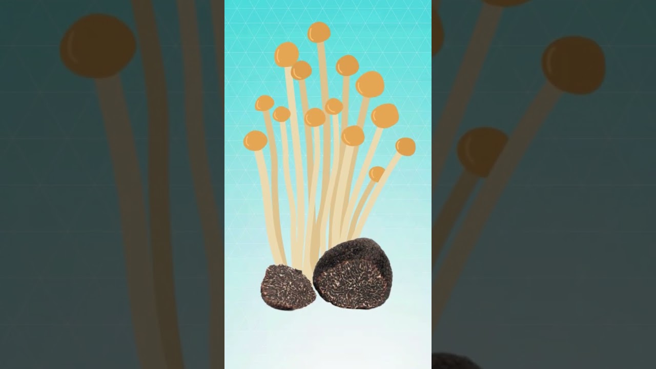 What is Truffle?