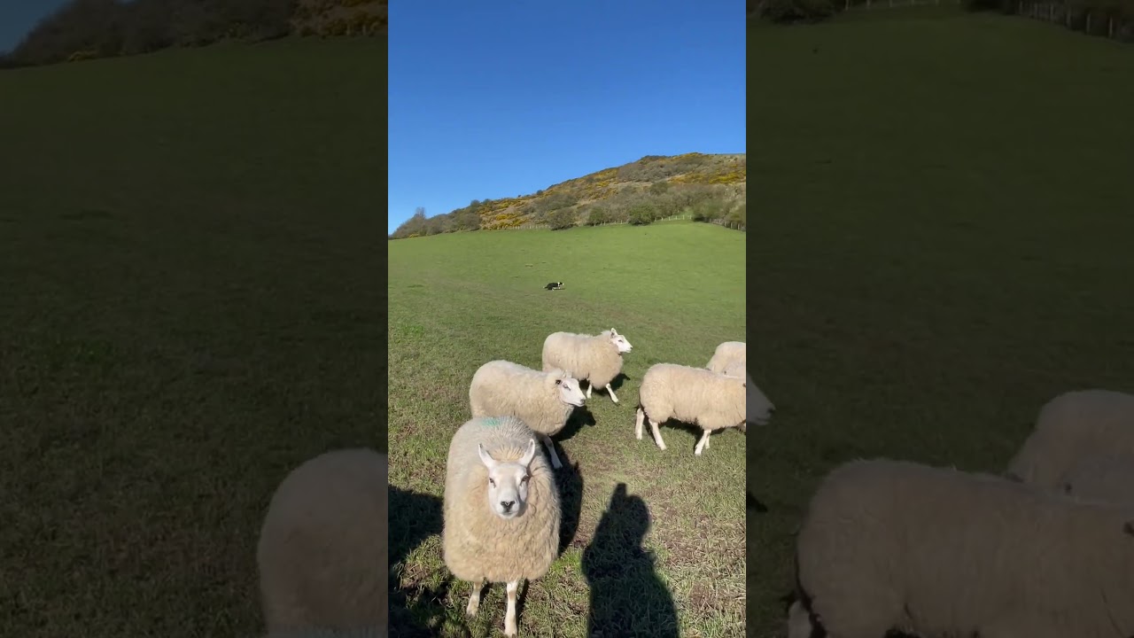 Incredible Dog Herder Mastering the Sheep Field 🐕