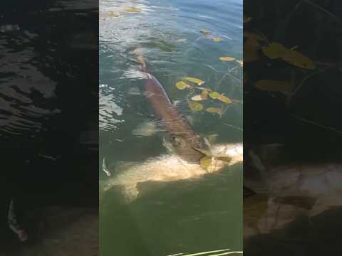 Ловите МЕЛКИХ ЩУК? это плохой знак! #рыбалка #спиннинг #воблеры #щука