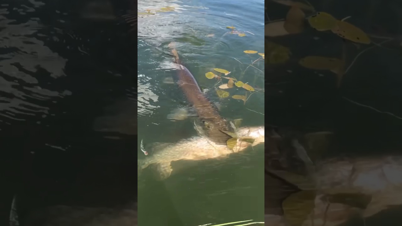 Что значит ловить мелких щук? Узнайте, почему это тревожный знак 🎣